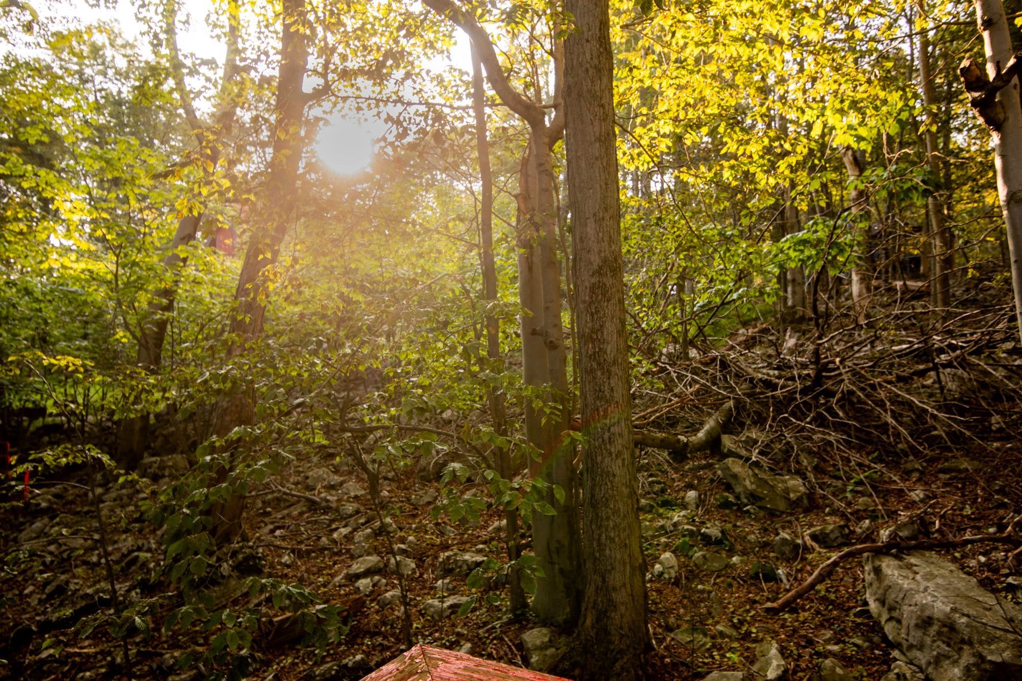 Wooded trail near the cabin with sunlight streaming through the trees